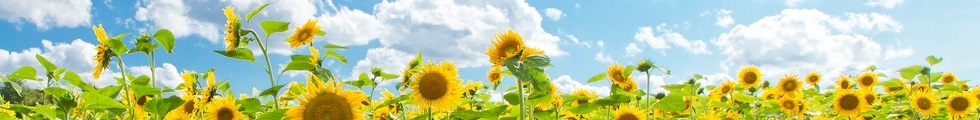 Sonnenblumen
