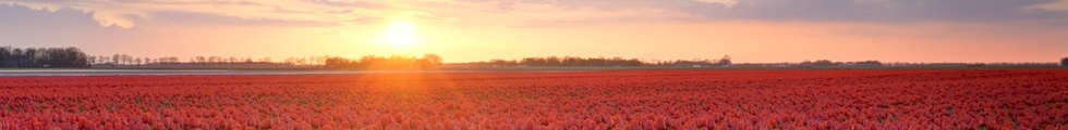 HDR landscape of a field of red tulips in Holland in spring during a sunset.