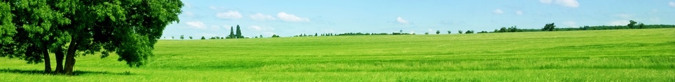 Grüne Wiese