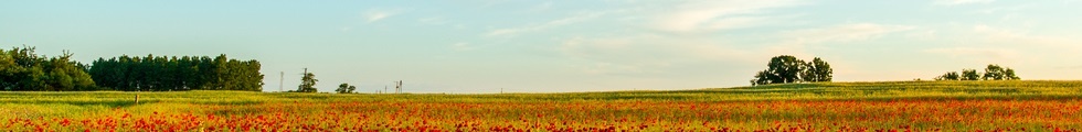 Tulpen Panorama