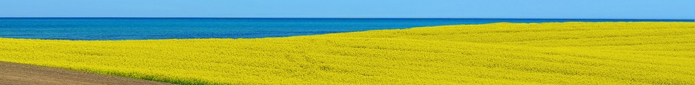 agricultural rural landscape with blooming canola field by the sea