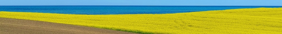 agricultural rural landscape with blooming canola field by the sea