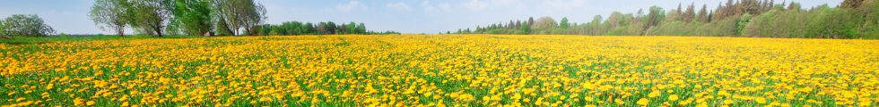 yellow flowers under blue cloudy sky yellow flowers under blue cloudy sky